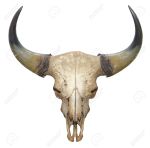 14333721-head-skull-of-bull-isolated-on-white-background-Stock-Photo-horn