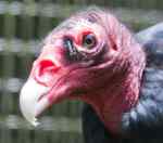 turkey-vulture-head-closeup-2